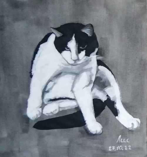 Кот